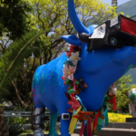 Llega “Paseo del Buey” a la UAQ