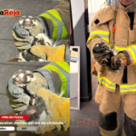 Rescatan zorrillo dentro de vivienda en Villa de Pozos