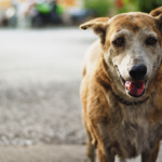 Detectan y atienden primer caso de gusano barrenador en El Marqués