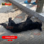 Muere perro durante intervención tras ataque a menores en Vistahermosa