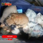 ASEGURAN SEIS CACHORROS QUE ERAN VENDIDOS EN LA VÍA PÚBLICA