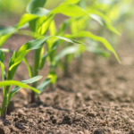 Sector agropecuario prevé buena temporada de siembra