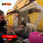 ¡VAN CONTRA LA VENTA DE PERRITOS Y GATITOS EN LAS CALLES DE SLP!