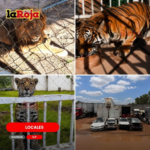 Cateo destapa fauna exótica en SLP