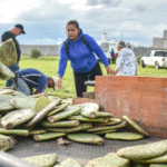 Entrega Corregidora plantas de nopal Copena a productores