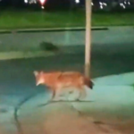 Avistan coyote en Circuito Universidades a la altura de Zibatá