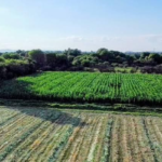 LLUVIAS BENEFICIAN CULTIVOS Y ACTIVIDAD PRODUCTIVA DEL CAMPO POTOSINO